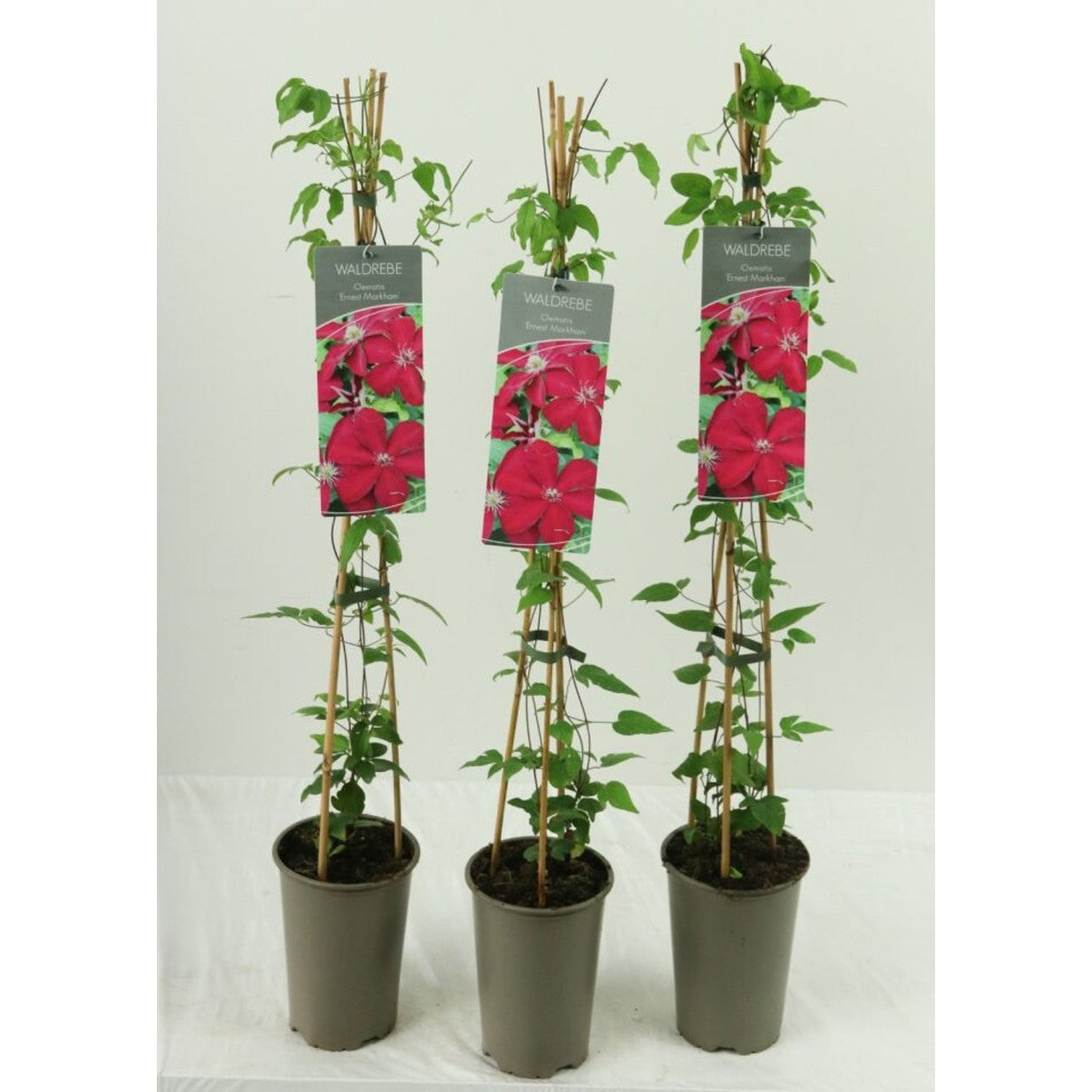 Klematis – Clematis 'Ernest Markham' - C2 60-80 CM Stick